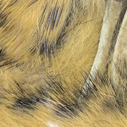 Black Barred Rabbit Strips,
