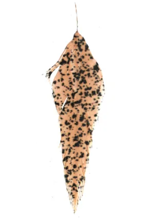MFC Mottled Schlappen